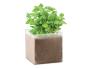 BASIL