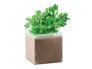 PARSELY